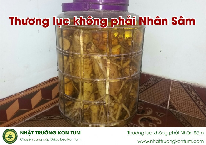 Thương lục không phải Nhân Sâm, đừng đùa với tử thần