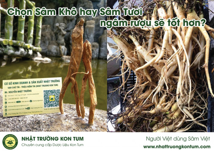 Nên chọn Sâm Khô hay Sâm Tươi ngâm rượu sẽ tốt hơn?