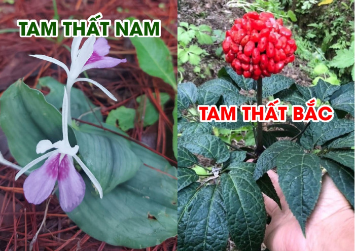 Phân biệt Tam Thất Nam và Tam Thất Bắc, công dụng của Tam Thất Nam và Bắc