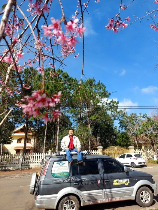 Hoa anh đào Măng Đen nở