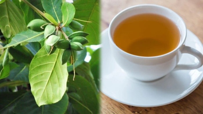 Công dụng của lá bàng theo y học hiện đại