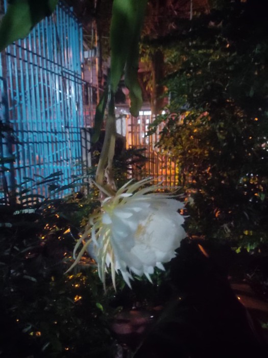 Hoa nở về đêm