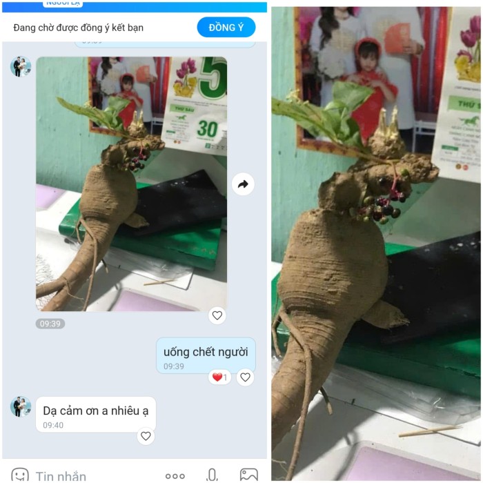 Thương Lục độc chết người không phải Nhân Sâm