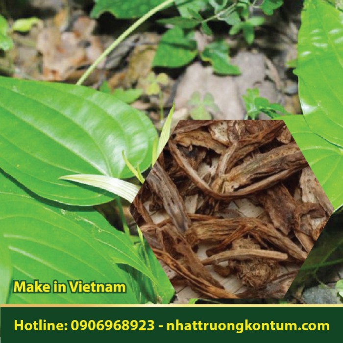 Bách Bộ Nhật Trường Kon Tum - Stemona tuberosa Vietnam - Túi 1kg