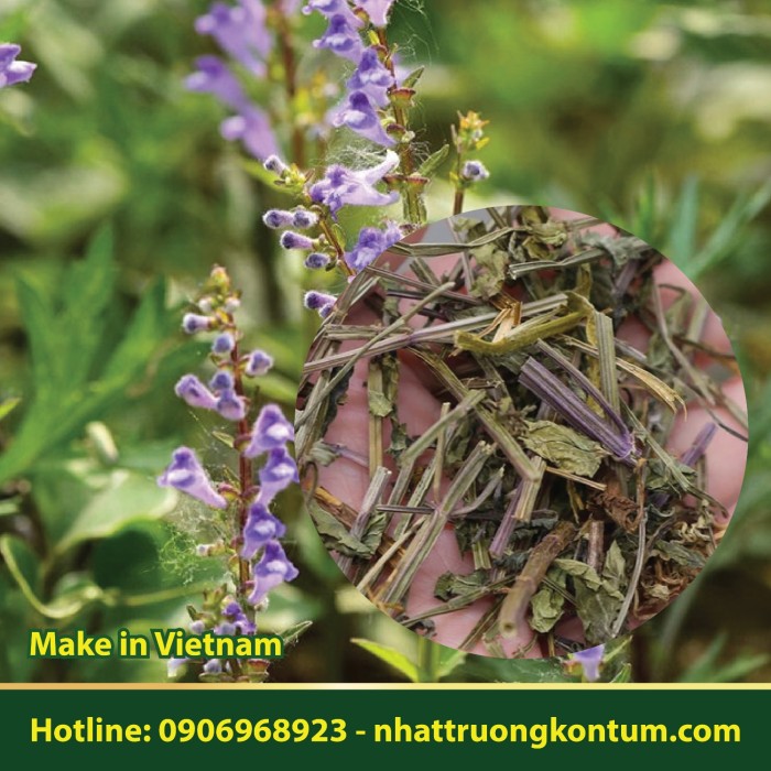 Bán Chi Liên Tây Nguyên Việt Nam Nhật Trường - Scutellaria barbata Wall Vietnam dried - Túi 0.5kg