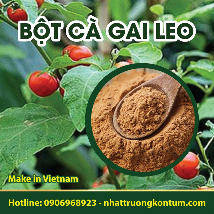 Bột Cà Gai Leo Kon Tum Việt Nam - Solanum procumbens Powder Vietnam - Túi 1kg