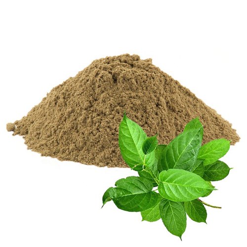 Bột Dây Thìa Canh Nhật Trường Kon Tum  - Gymnema sylvestre Powder Vietnam - Túi 1kg