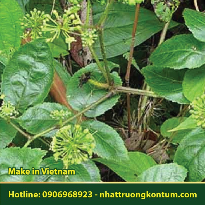 Cây Đơn Châu Chấu - Aralia armata - Túi 1kg