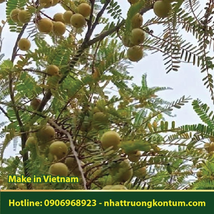 Rễ Quả Me Rừng - Phyllanthus emblica.Root - Túi 1kg