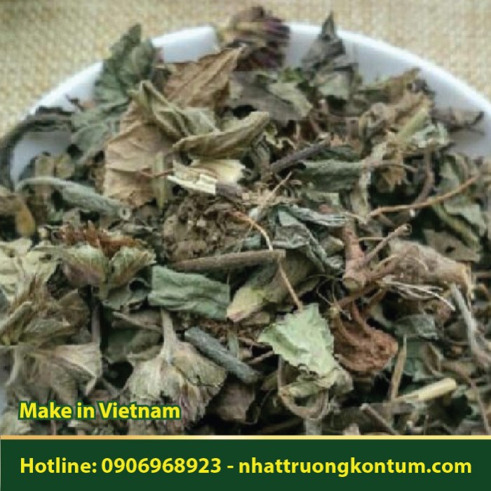 Cây Chỉ Thiên - Elephantopus scaber - Túi 1kg