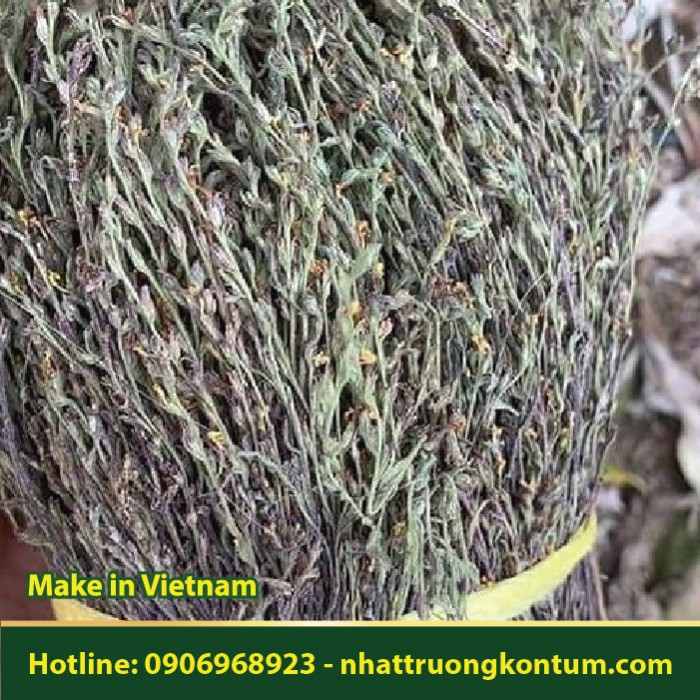 Cỏ Hoa Vàng - Độc cước kim - Striga asiatica - Túi 1kg