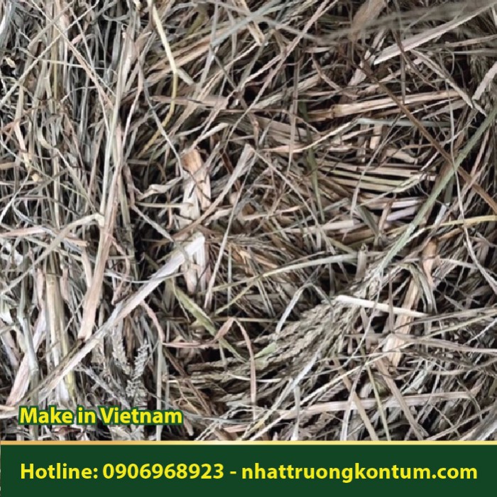 Cỏ Mần Trầu - Cynosurus indica - Túi 1kg