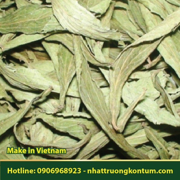 Cỏ Ngọt Khô Nhật Trường Kon Tum - Stevia rebaudiana Dried Vietnam - Túi 1kg