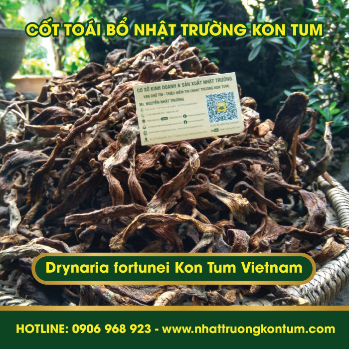 Cốt Toái Bổ - Tắc Kè Đá Kon Tum Nhật Trường - Drynaria fortunei - Túi 1kg