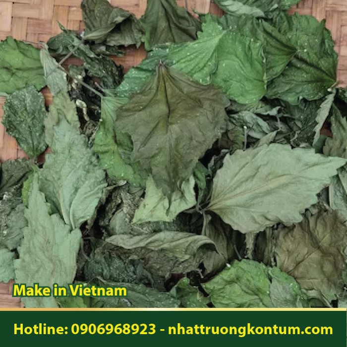 Lá Hoa Dâm Bụt - Hibiscus rosa-sinensis Leaf - Túi 1kg