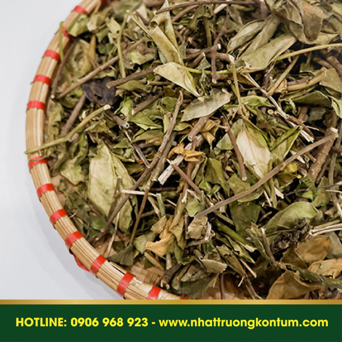 Dây Thìa Canh Nhật Trường Kon Tum  - Gymnema sylvestre Vietnam - Túi 1kg