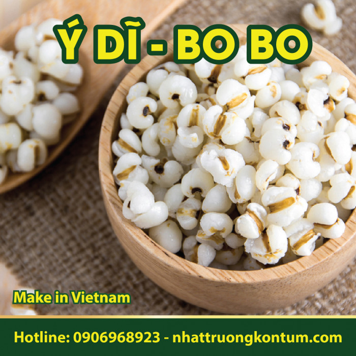 Ý Dĩ - Hạt Bo Bo Tu Mơ Rông Nhật Trường Kon Tum - Coix lacryma-jobi - Semen Coicis - Túi 1kg