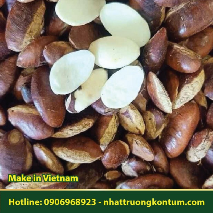 Hạt Konia Chưa Rang - Irvingia malayana Vietnam - Túi 1kg
