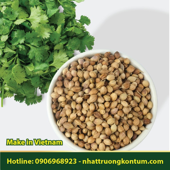 Hạt Ngò - Coriandrum sativum Seed Dried Vietnam - Túi 1kg