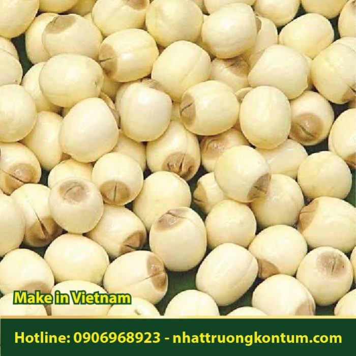 Hạt Sen khô - Nelumbo nucifera Dried Vietnam - Túi 1kg