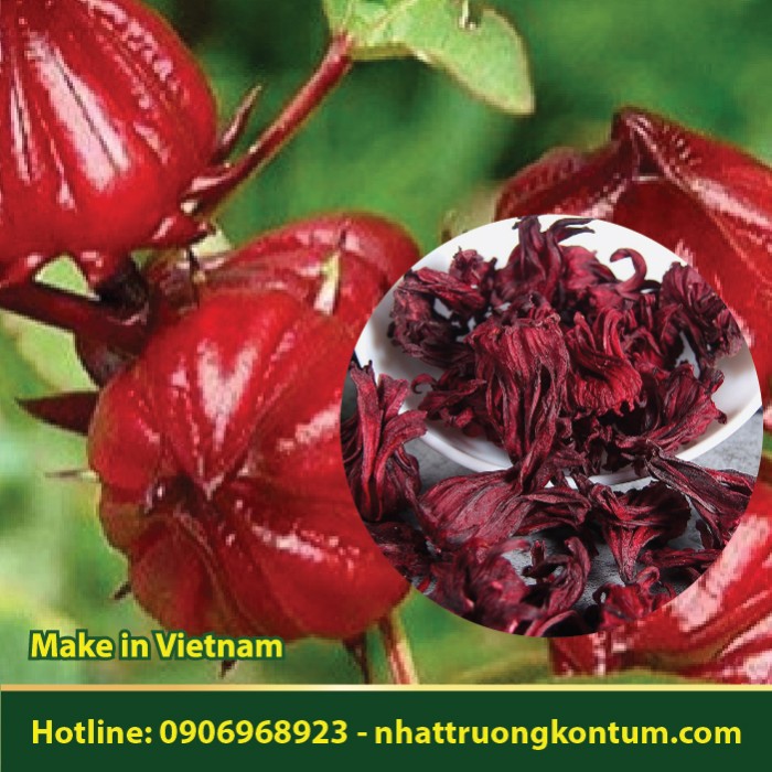 Hoa Atiso Đỏ (Bụp giấm) Nhật Trường Kon Tum - Cynara scolymus red flower Vietnam - Túi 1kg