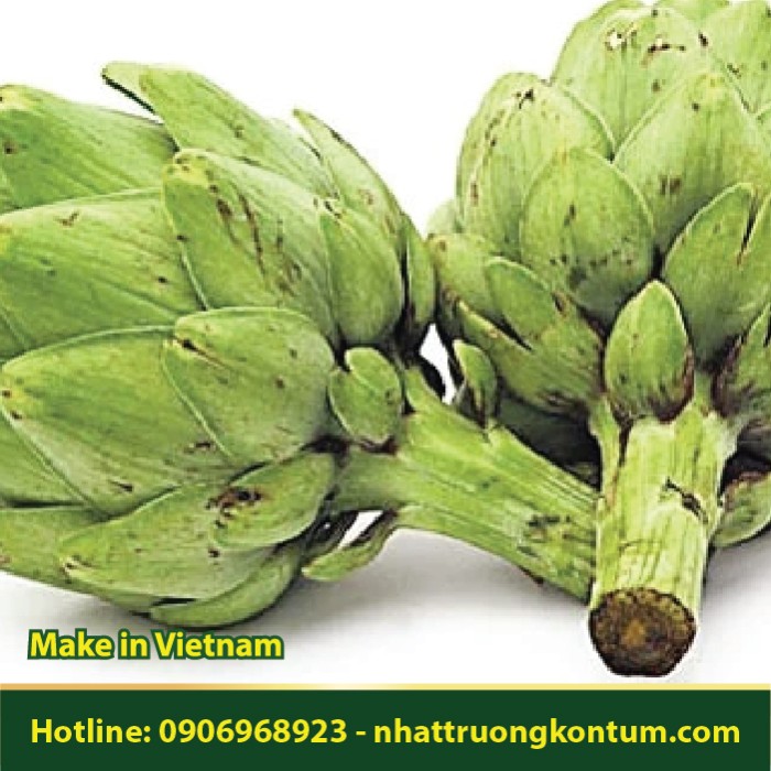 Hoa Atiso Xanh Nhật Trường Kon Tum - Cynara scolymus green flower Vietnam - Túi 1kg