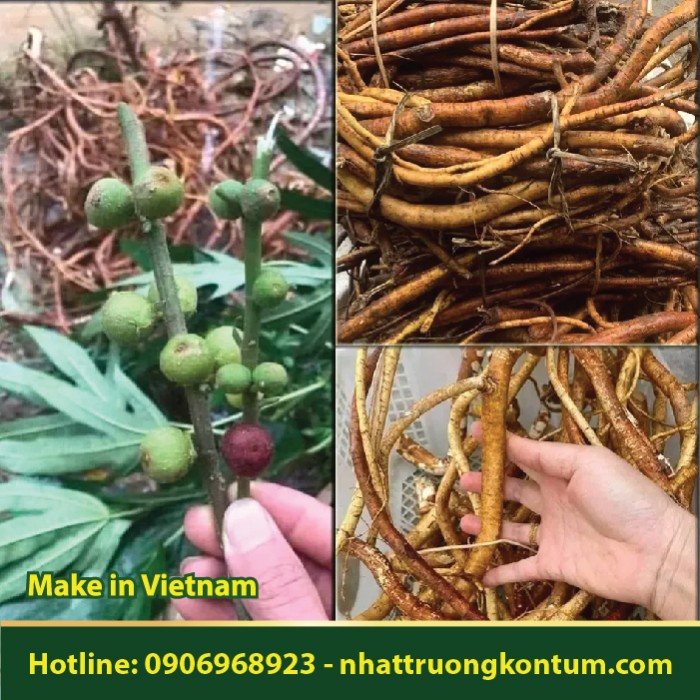 Hoàng Kỳ Nam - Cây Vú Bò - Ficus heterophyllus Dried Vietnam - Túi 1kg