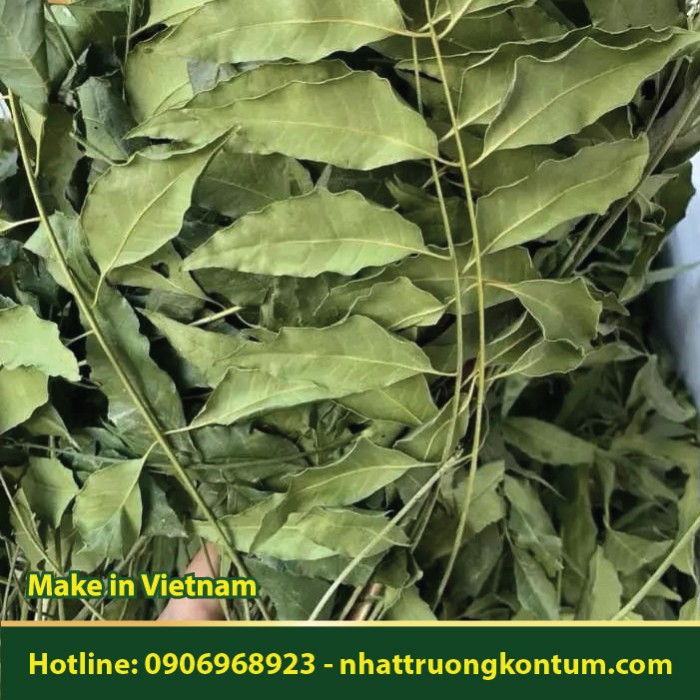 Lá Xoan Khô - Sầu Đông - Sầu Đau - Melia azedarach Leaf Dried Vietnam - Túi 1kg