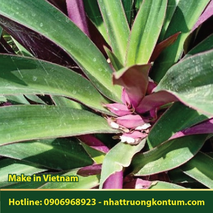 Lẻ Bạn Khô - Tradescantia spathacea - Túi 1kg
