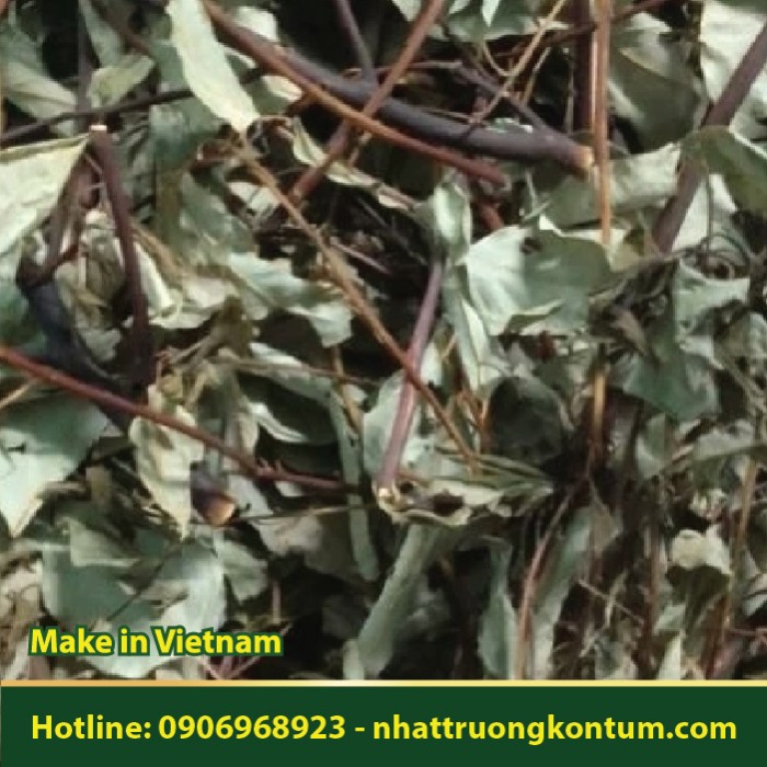 Cây Long Não Khô - Cinnamomum camphora - Túi 1kg
