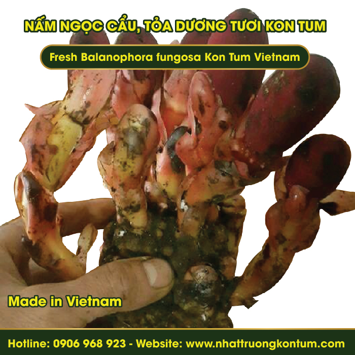 Nấm Ngọc Cẩu, Tỏa Dương Tươi Kon Tum Việt Nam - Fresh Balanophora fungosa Kon Tum Vietnam - Túi 1kg
