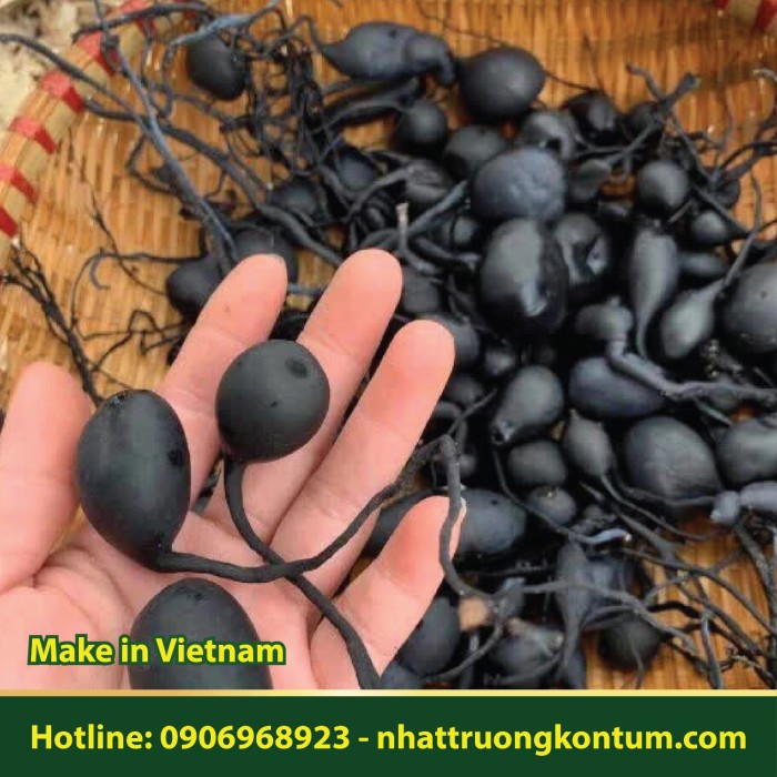 Sâm Ô Linh - Nấm Ô Linh - Xylaria nigripes Vietnam - Túi 1kg