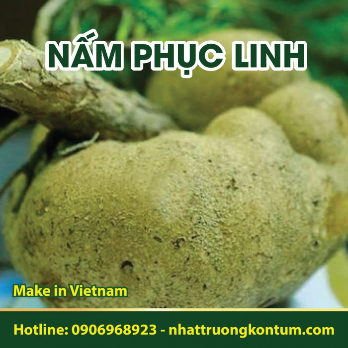 Nấm Phục Linh - Nấm Phục Thần - Phục Linh Thần Nhật Trường Kon Tum - Wolfiporia extensa - Túi 1kg