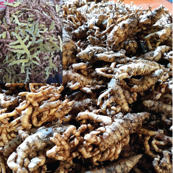 Nghệ Bò Cạp Khô - Curcuma longa Dried Vietnam - Túi 1kg