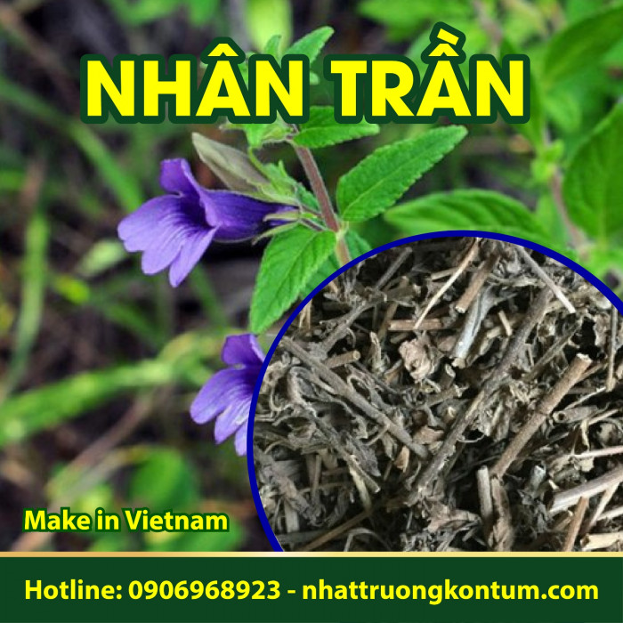 Nhân Trần Bạc - Đen Nhật Trường Kon Tum - Artemisia capillaris Thunb - Túi 1kg