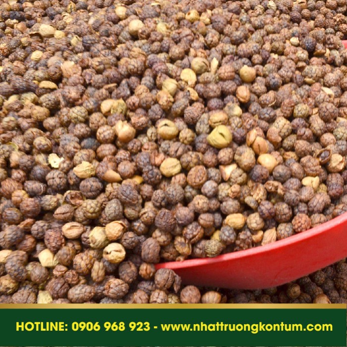 Quả Bo Bo Rừng Nhật Trường Kon Tum - Alpinia bracteate Vietnam - Túi 1kg