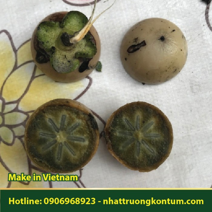 Quả Mắc Nưa - Diospyros mollis - Túi 1kg