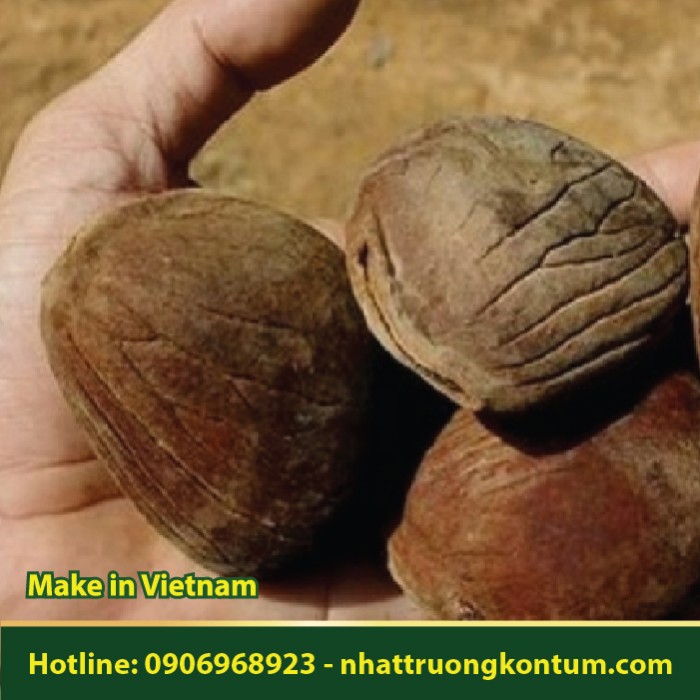 Hạt Quả Mỡ Lợn - Hodgsonia macrocarpa Seed - Túi 1kg