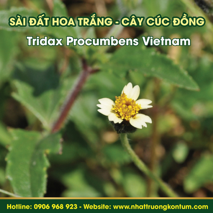Sài đất hoa trắng, Cây Cúc Đồng - Tridax Procumbens Vietnam
