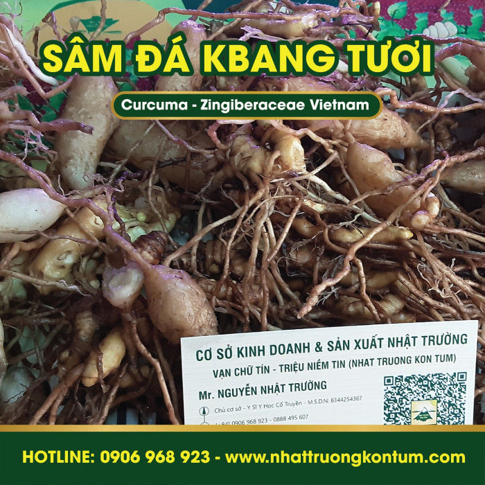 Sâm Đá Kbang Kon Tum Việt Nam Củ Tươi - Curcuma Zingiberaceae Vietnam - Túi 1kg