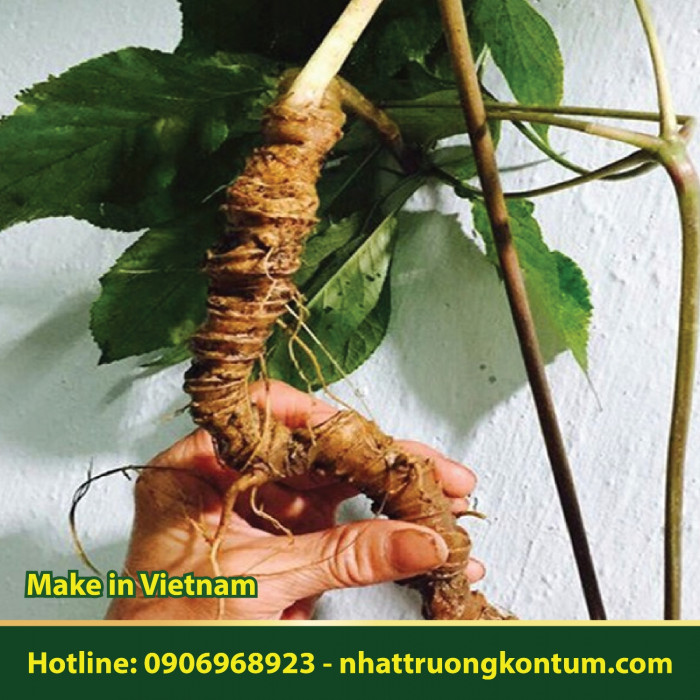 Sâm Ngọc Linh - Sâm K5 - Panax vietnamensis - Củ 100g