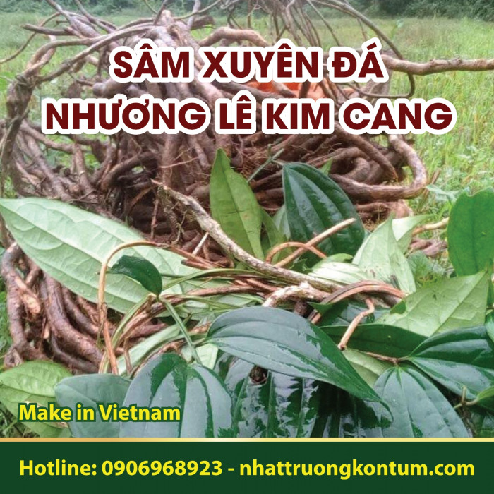 Sâm Xuyên Đá - Nhương Lê Kim Cang Nhật Trường Kon Tum - Myxopyrum smilacifolium - Túi 1kg