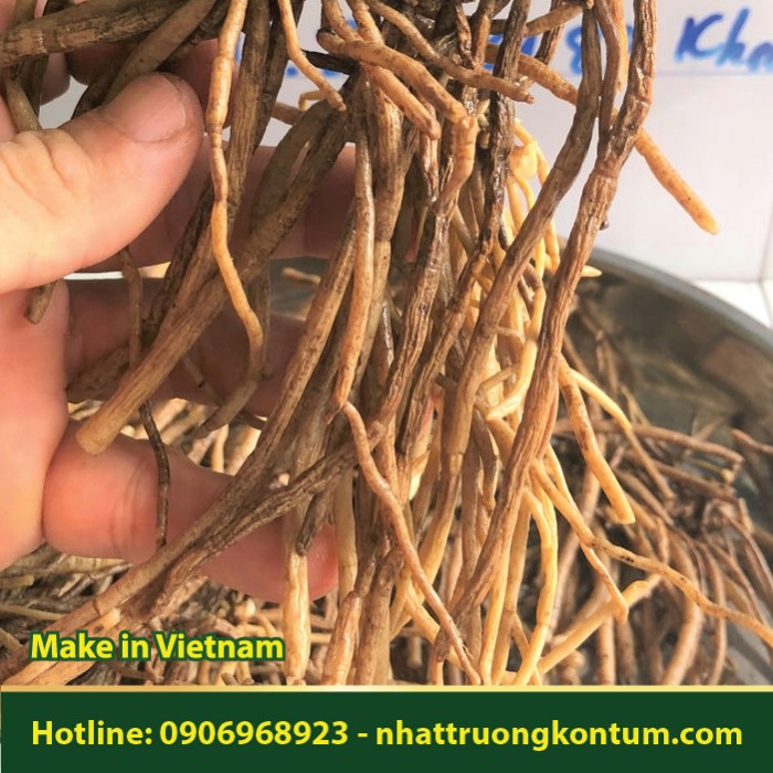 Sâm Chân Rết - Quản Trọng - Sâm Bòng Bong - Helminthostachys zeylanica - Túi 1kg