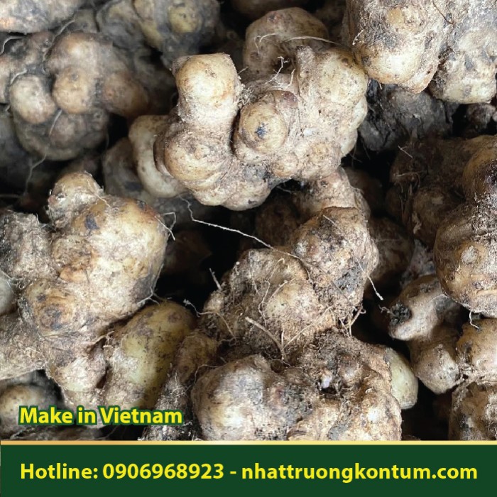 Sâm Cóc - Xuyên Khung Nam - Thổ Tam Thất - Gynura pseudochina - Túi 1kg