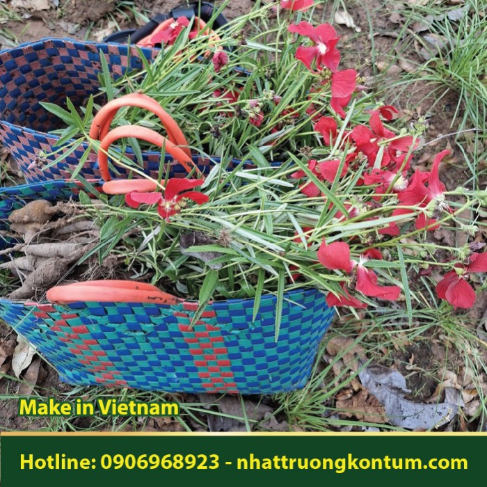 Sâm Thập Tự Hoa Thưa - Decaschistia parviflora - Túi 1kg