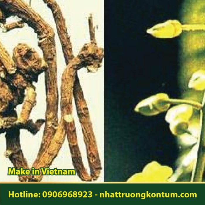Sơn Đậu Căn - Sophora tonkinensis root - Túi 1kg