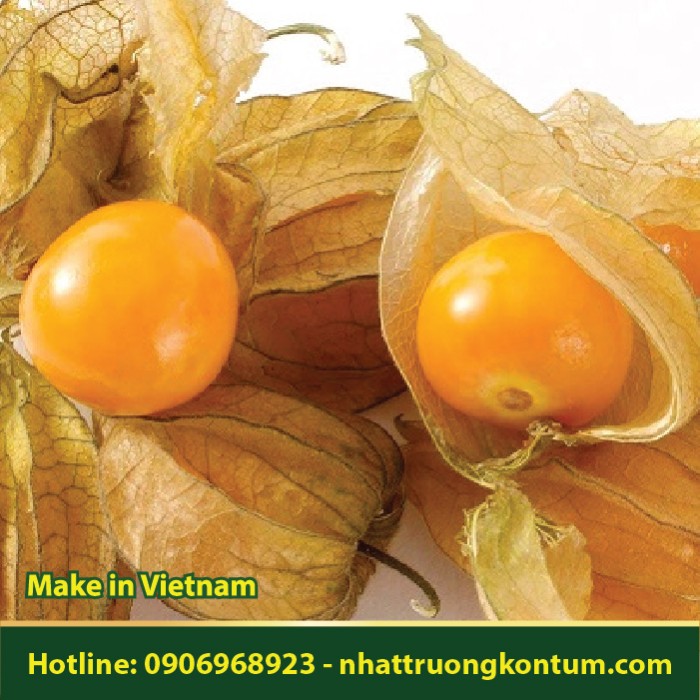 Quả Tầm Bóp Tươi - Physalis angulata Fruit- Túi 1kg