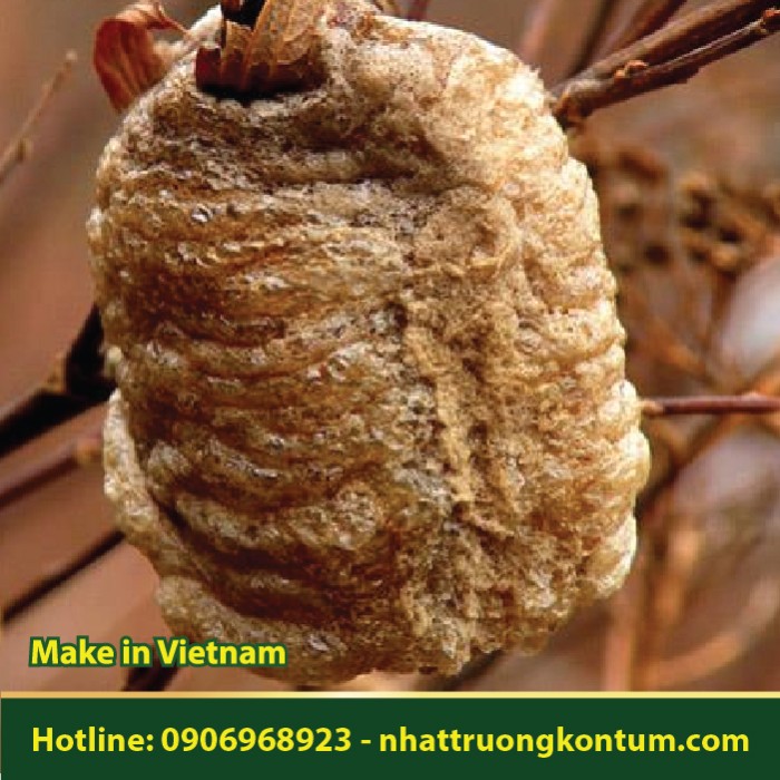 Tang Phiêu Tiêu - Ootheca Mantidis - 1 Tổ