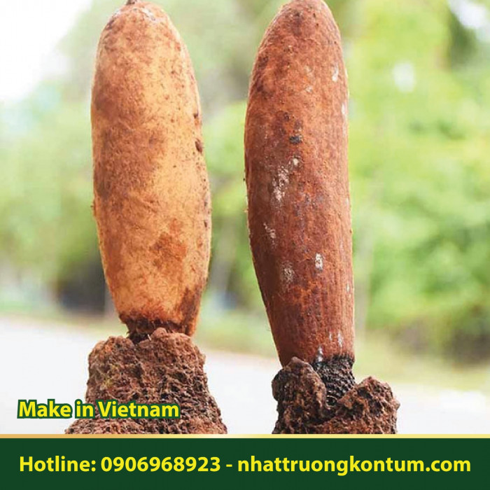 Tích Dương Việt Nam - Chùy đầu dương hình - Gió đất núi cao Nhật Trường Kon Tum - Rhopalocnemis phalloides - Túi 1kg