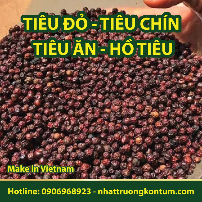 Tiêu Đỏ - Tiêu Chín - Tiêu Ăn - Hồ Tiêu Nhật Trường Kon Tum - Piper nigrum - Pepper Kon Tum Vietnam - Túi 1kg
